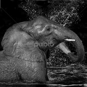 The Force by Lourens Lee Wildlife Photography - Black & White Animals