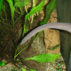 Flat Tailed Caecilian