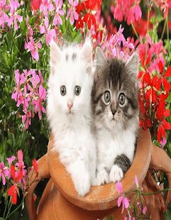 Cats Wallpaer Screenshots 12