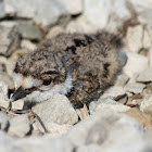 Kildeer (fledgling)