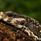 Spiny-neck Water Monitor
