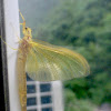 Ephemeroptera (Mayfly) 蜉蝣