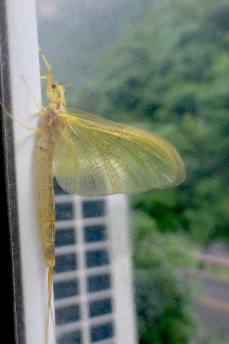 Ephemeroptera (Mayfly) 蜉蝣