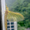 Ephemeroptera (Mayfly) 蜉蝣