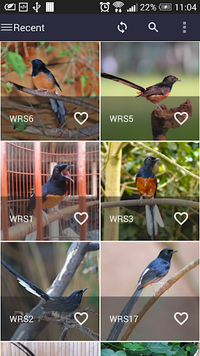 White-rumped shama Wallpapers