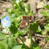 Lesser Broad-bordered Yellow Underwing Moth