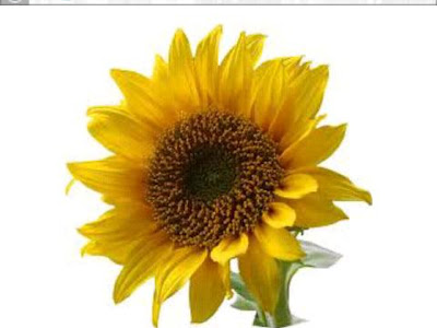 25 ++ name of flowers in english and hindi with picture  209032-Name of flowers in english and hindi with picture