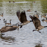 The take off by Cheryl Nestico -  