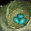 American Robin eggs