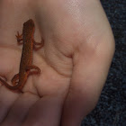 Red Eft(Eastern Red Spotted Newt)