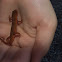 Red Eft(Eastern Red Spotted Newt)