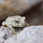 Canyon Treefrog