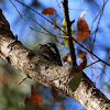 Yellow Bellied Sap Sucker