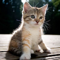 Animal pictures logo
