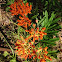 Butterfly weed