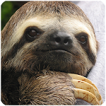 Sloth Sounds Apk