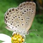 Grass Blue