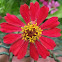 zinnia