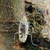 Indonesian Longhorn Beetle