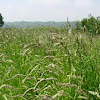 Poaceae (Gramíneas. Gramineae)
