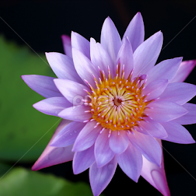 by Md Mamunur Rahman - Flowers Single Flower