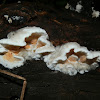Unknown shelf fungus
