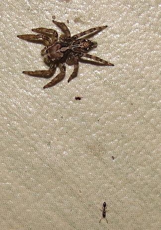 Phillipine Dwarf Spider