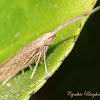 Casebearer Moth