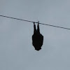 Flying fox