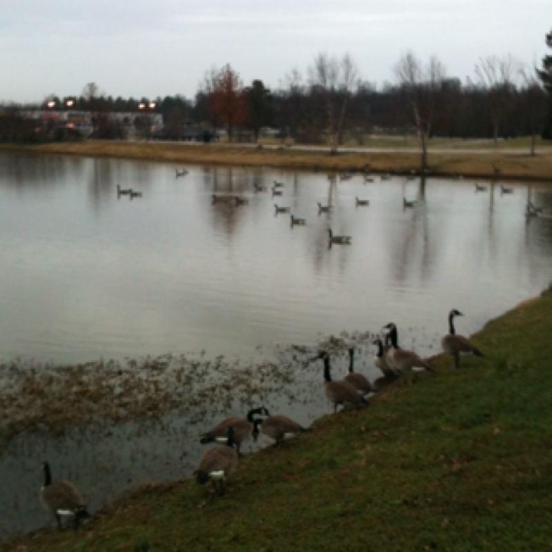 Canada Goose