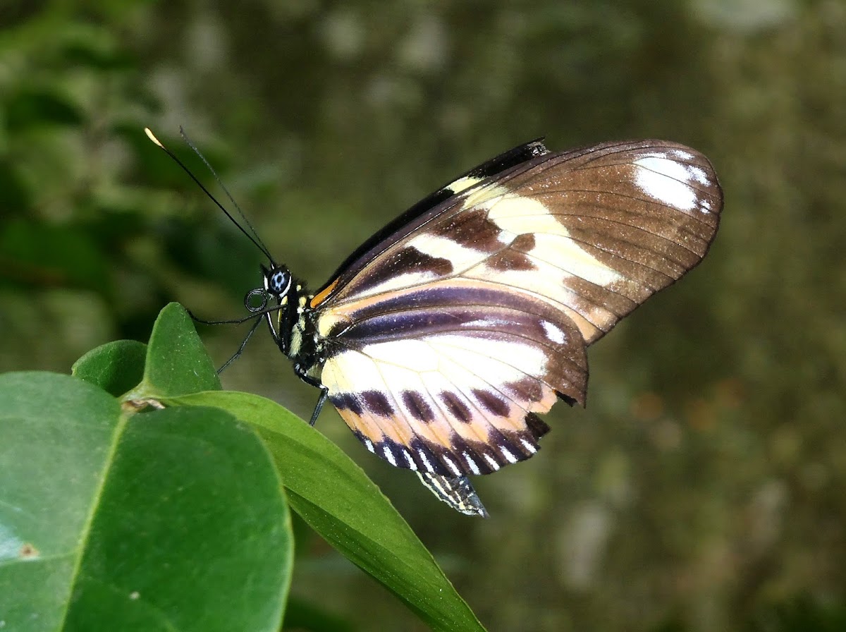 Heliconius ethilla polychrous. Mariposa, butterlfly, borboleta
