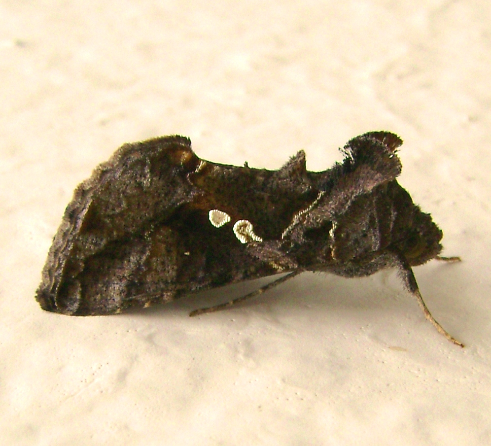 Soybean Looper Moth