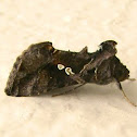 Soybean Looper Moth