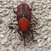 Red Palm weevil