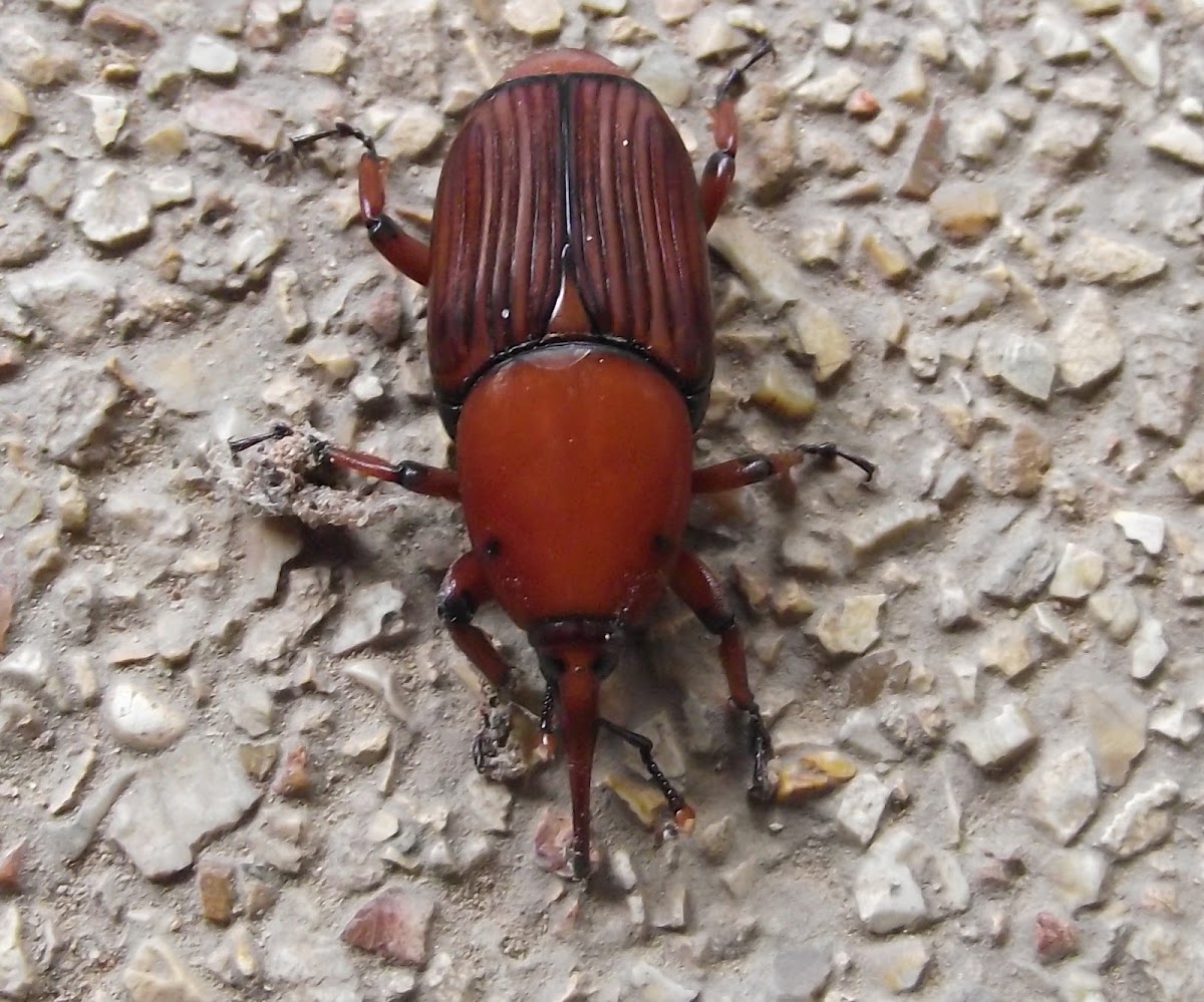 Red Palm weevil