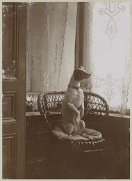 Opzittende hond in een stoel bij een raam