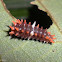 Ceylon Rose Caterpillar