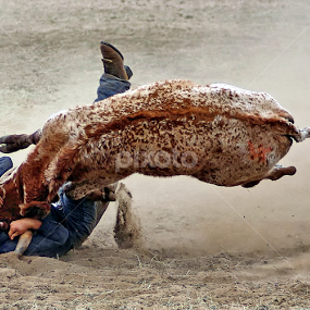 Steer Wrestling 2 by Julien Johnston - Sports & Fitness Rodeo/Bull Riding