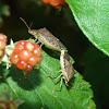 Brown stink bugs - mating