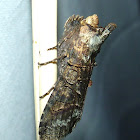 Twig Mimic Moth