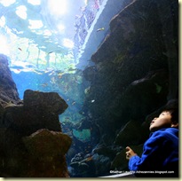 Daniel in the underwater viewing room at the California Academy of Sciences Philippine Reef Tank