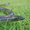 Common Wolf Snake