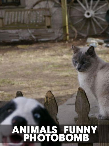 Animals Funny Photobombs