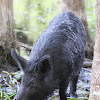 Feral Pigs