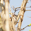 House Sparrow (Male)