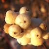 Common Snowberry