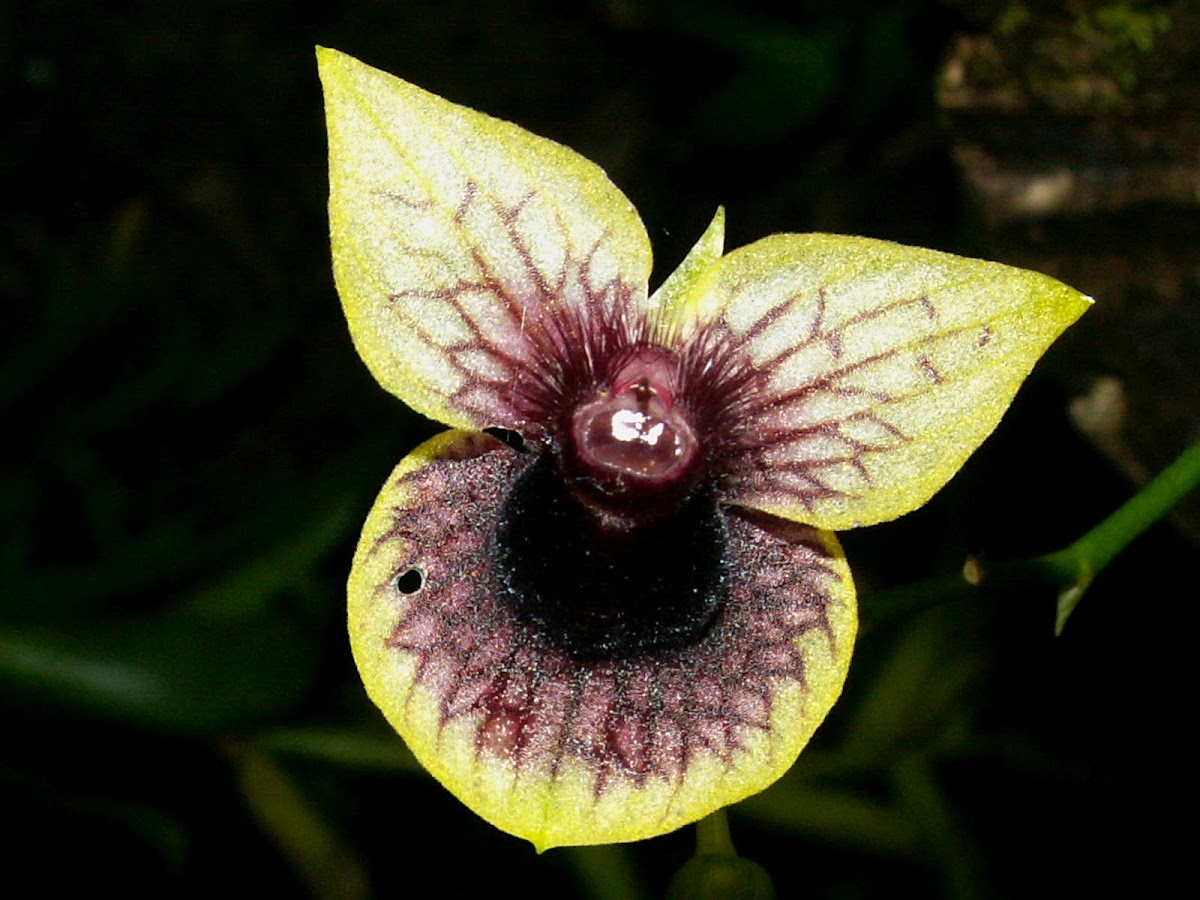 Orquídea Telipogon