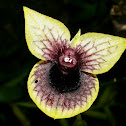 Orquídea Telipogon