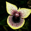 Orquídea Telipogon