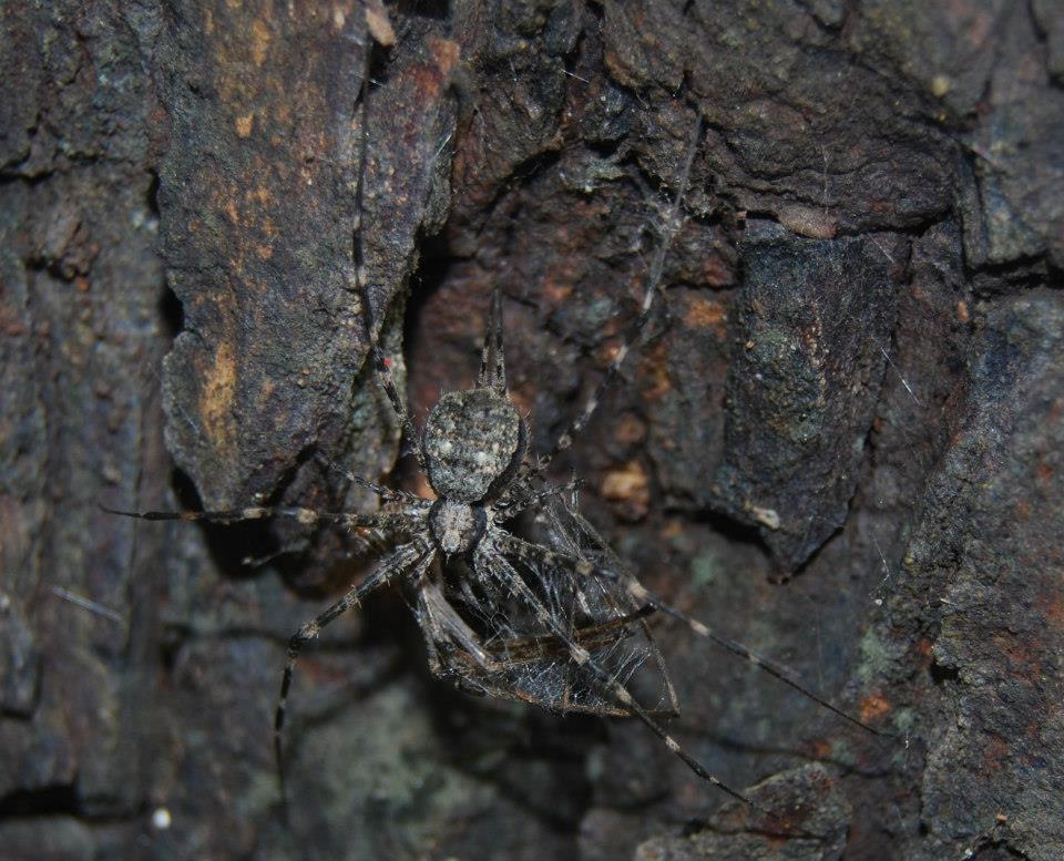 Two-tailed Spider (Molting)